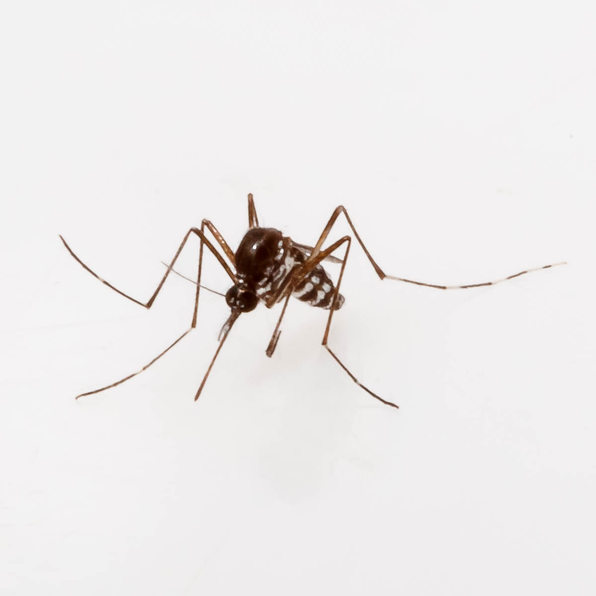 Aedes albopictus mosquito